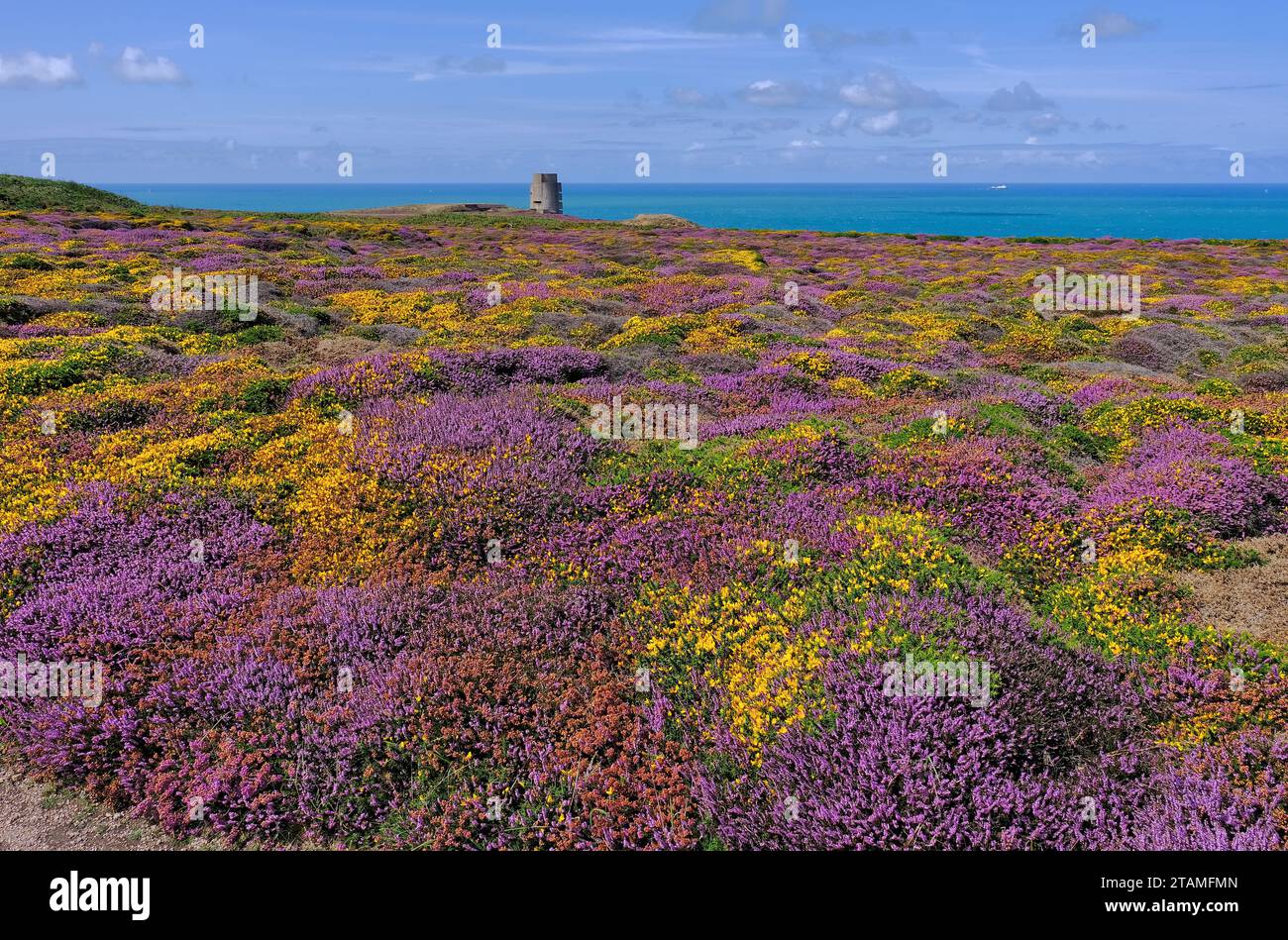 Colourful heather and gorse in bloom with German World War II installation on cliffs near Plemont, Jersey north coast, Channel Islands, UK Stock Photo