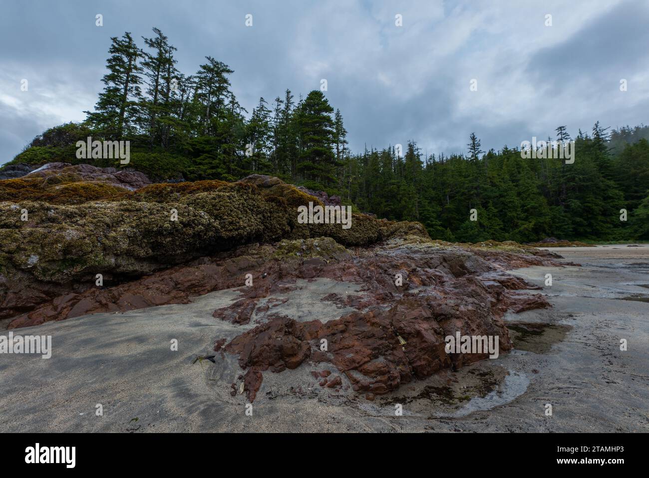 The shoreline of San Josef Bay, Vancouver Island, British Columbia, Canada Stock Photo Alamy