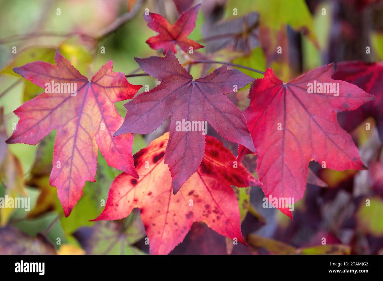 Colorful Brightly Lit Autumn Leaves Stock Photo