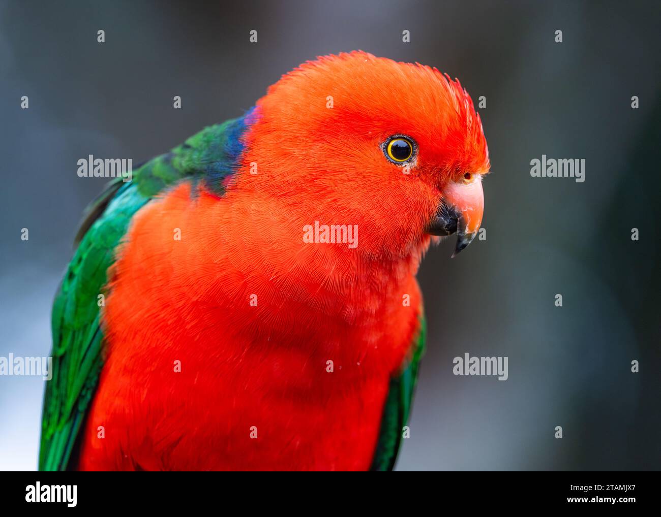 An Australian King-Parrot (Alisterus scapularis) close-up. Queensland, Australia. Stock Photo
