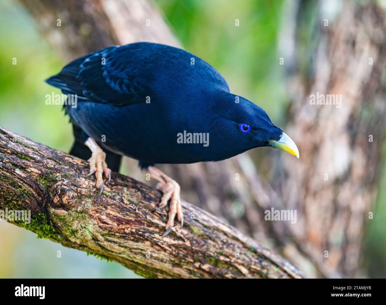 A male Satin Bowerbird (Ptilonorhynchus violaceus) perched on a tree. Queensland, Australia. Stock Photo