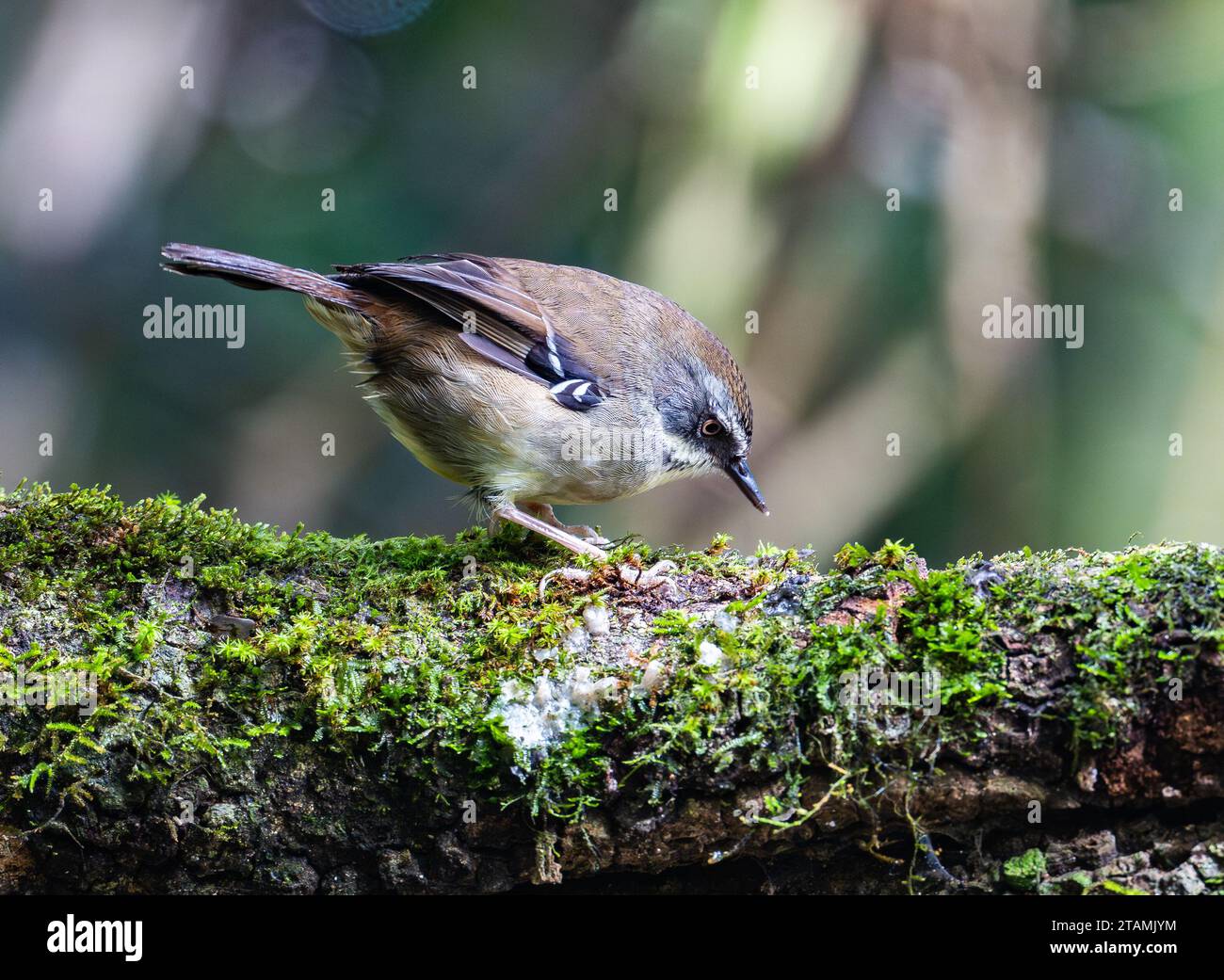A White-browed Scrubwren (Sericornis frontalis) foraging on a mossy log. Queensland, Australia. Stock Photo