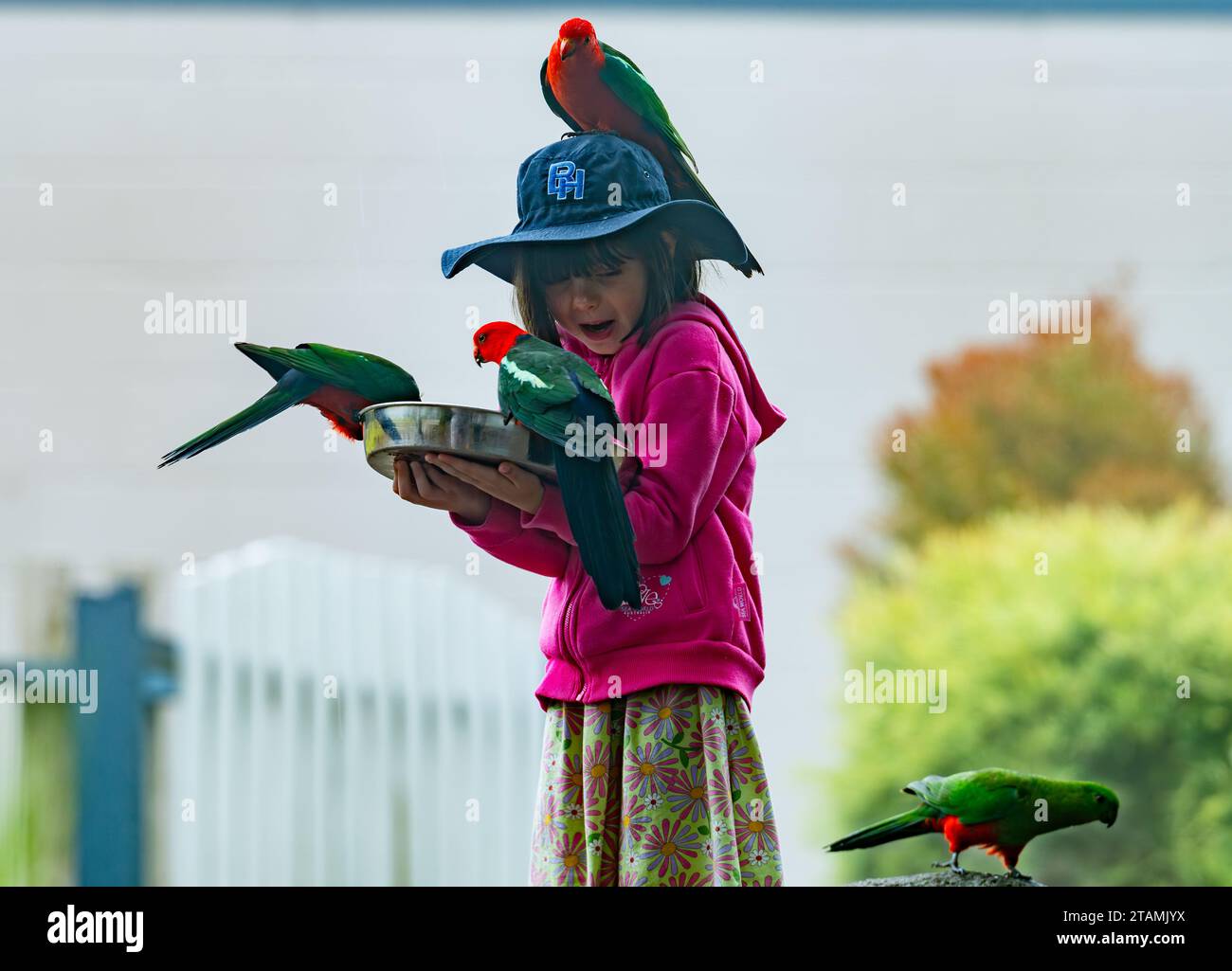 A young girl feeding Australian KingParrots (Alisterus scapularis
