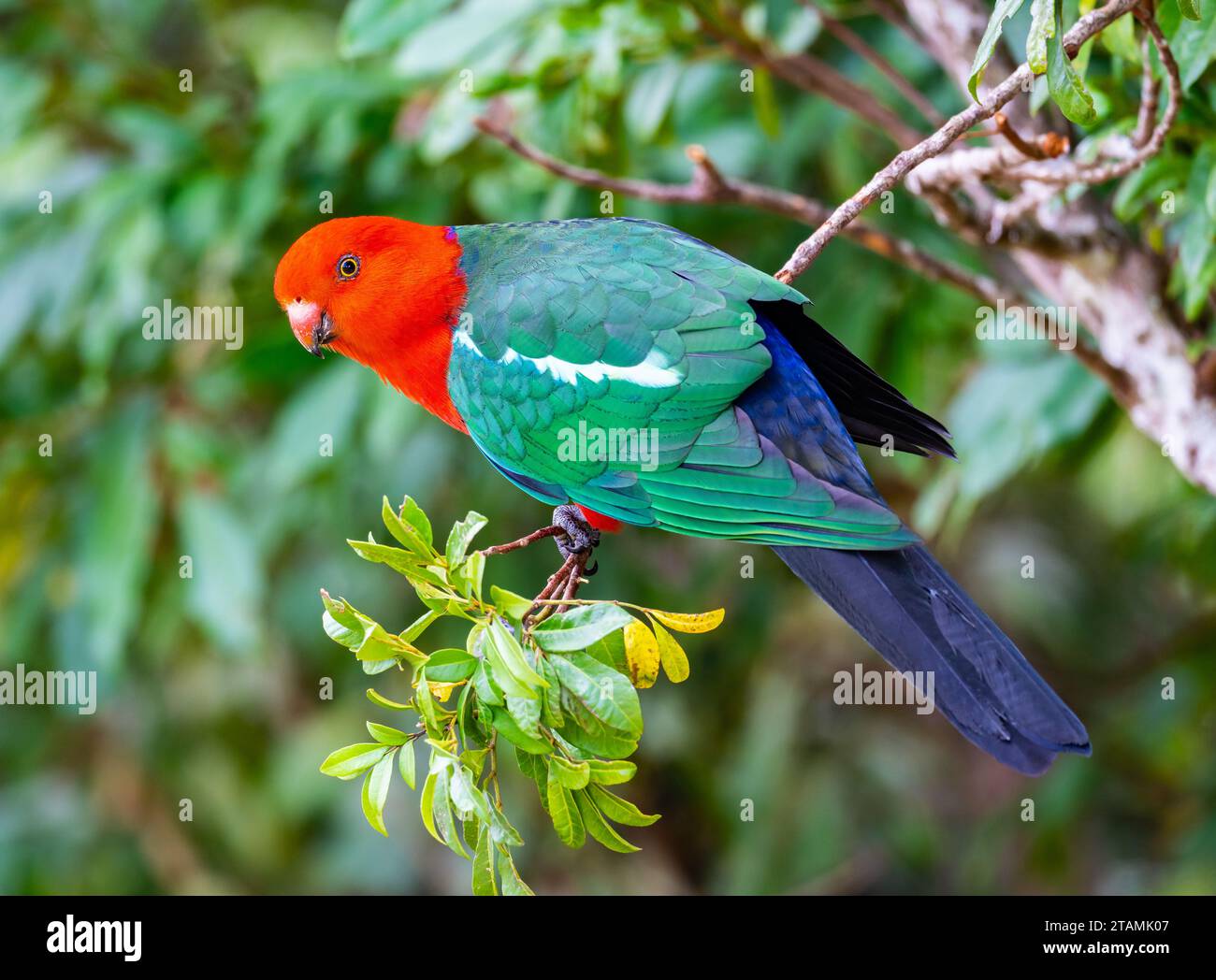 An Australian King-Parrot (Alisterus scapularis) perched on a branch.  Queensland, Australia. Stock Photo
