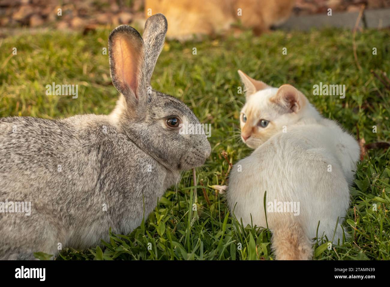 Cat Kitten Nose Touch Rabbit Bunny Together Pets Kiss Friends Stock Photo Alamy