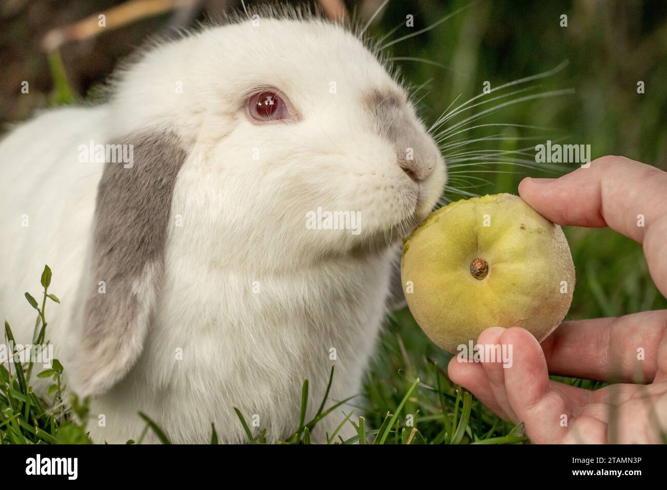 White Holland Lop Rabbit Bunny Albino Californian Siamese Red Eyes Flop Ear Close Up Eating Peach Sniffing Stock Photo