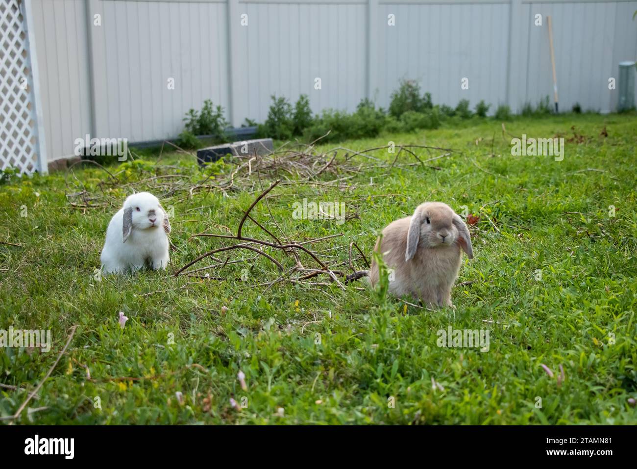Two pet bunny rabbits close hi-res stock photography and images - Alamy