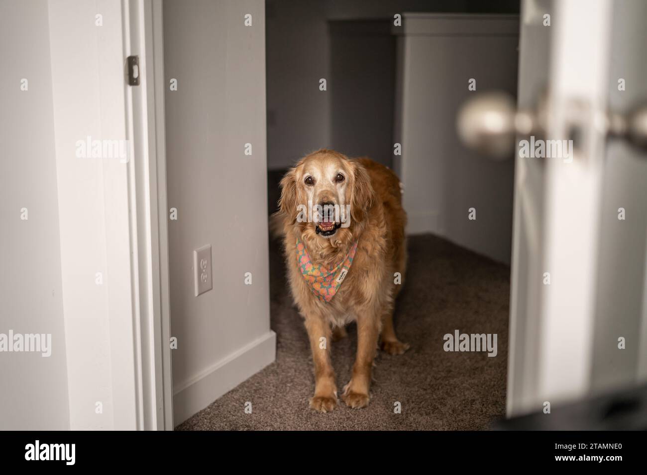 Funny Teeth Dog with Underbite Fluffy Adorable Golden Retriever Smiling