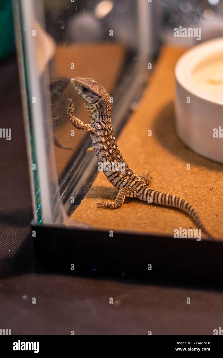 Gecko Lizard Creature Climbing Reptile Pet Store Close Up Stock Photo
