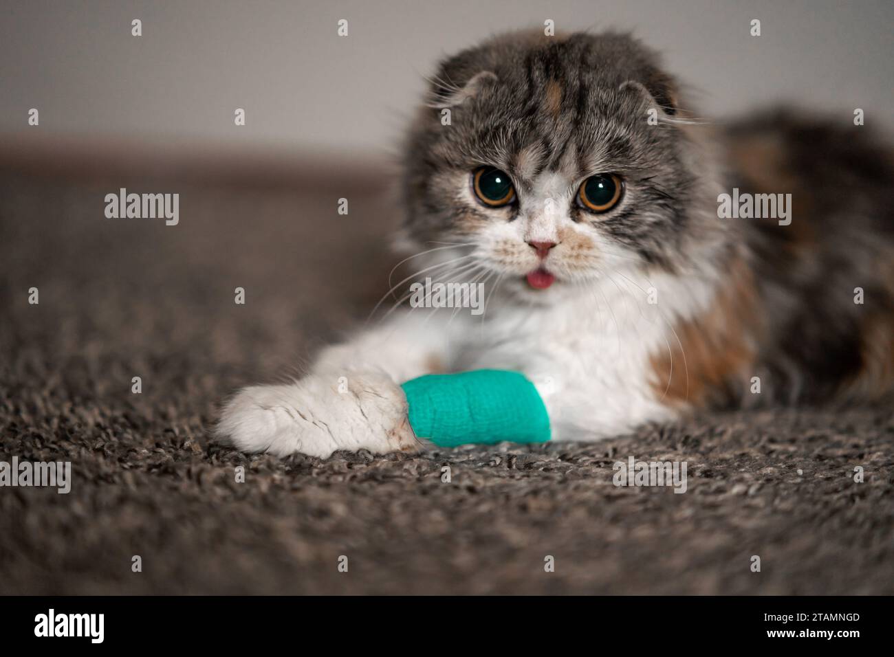 Cat Bandage Cast Wound Sick Vet Heal Cute Scottish Fold Calico Kitten