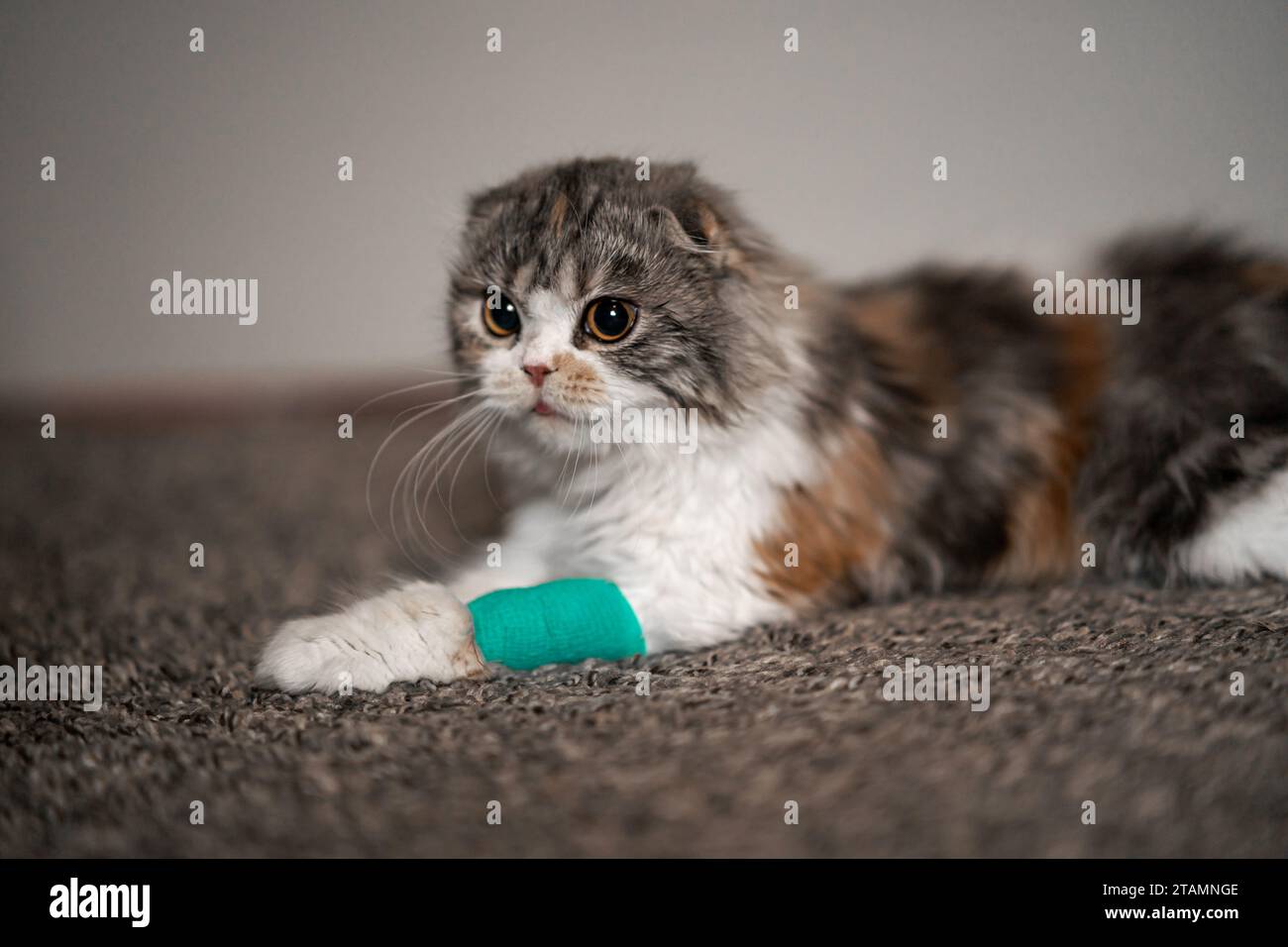 Cat Bandage Cast Wound Sick Vet Heal Cute Scottish Fold Calico Kitten