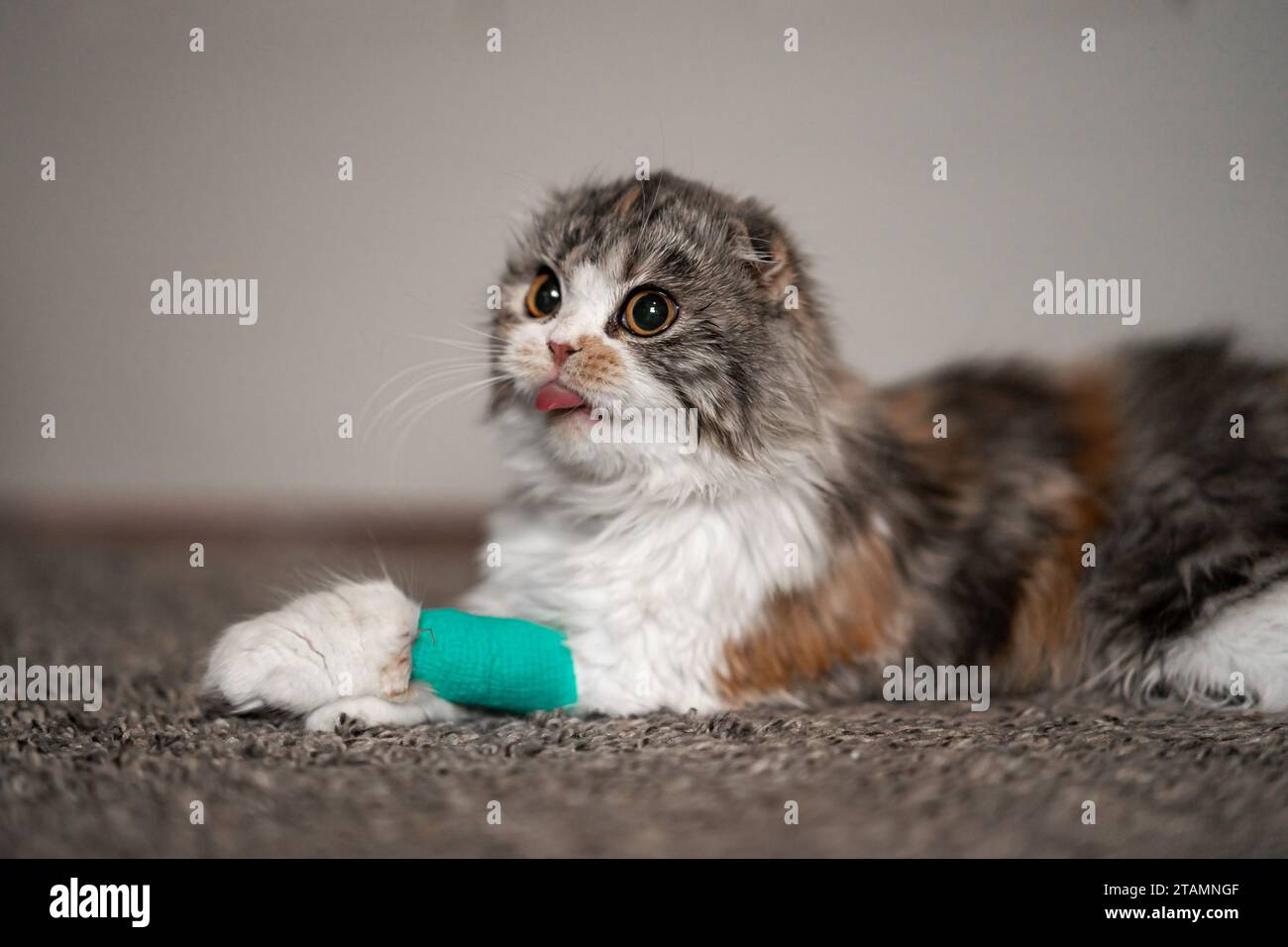Cat Bandage Cast Wound Sick Vet Heal Cute Scottish Fold Calico Kitten
