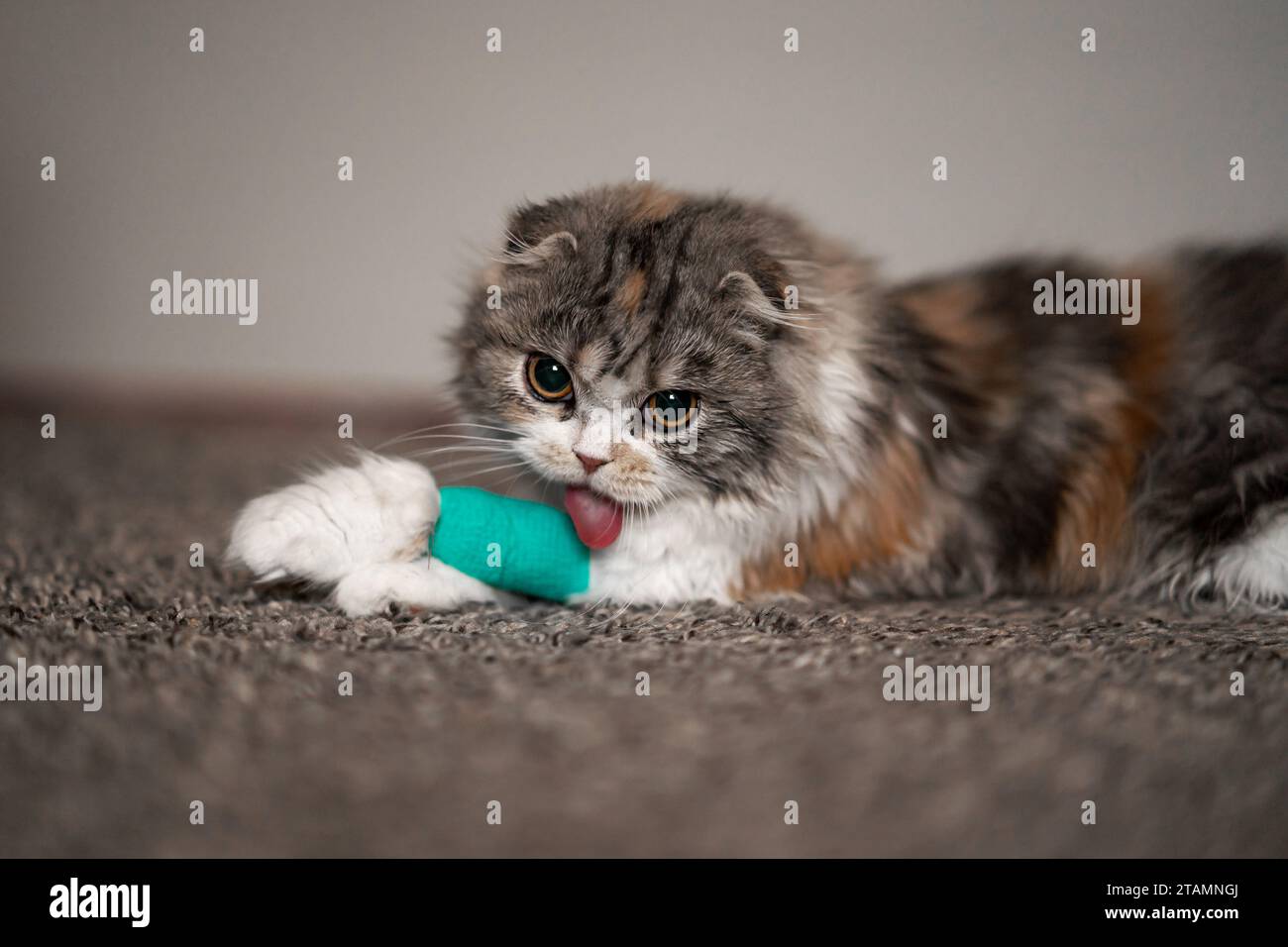 Cat Bandage Cast Wound Sick Vet Heal Cute Scottish Fold Calico Kitten
