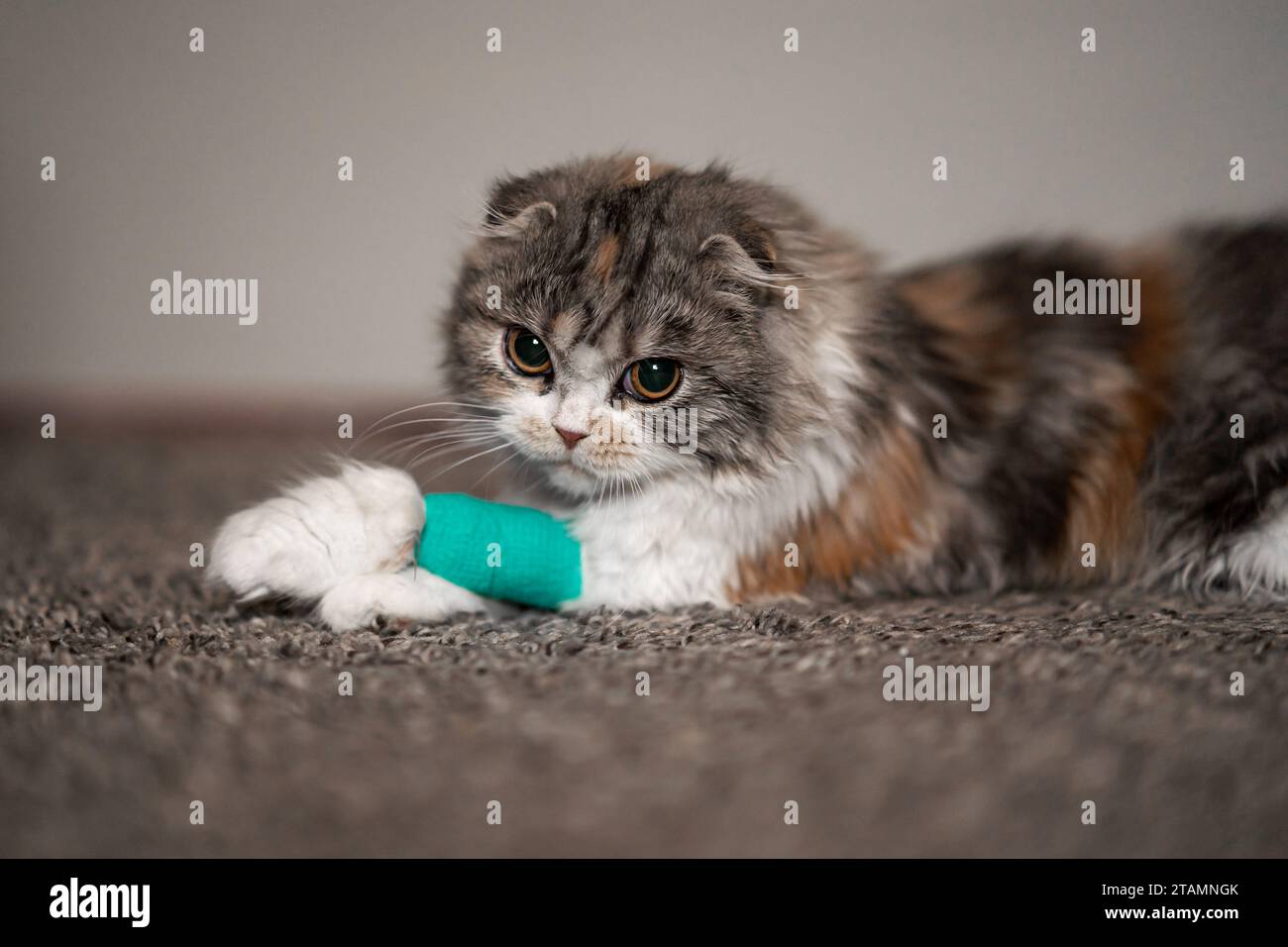 Cat Bandage Cast Wound Sick Vet Heal Cute Scottish Fold Calico Kitten
