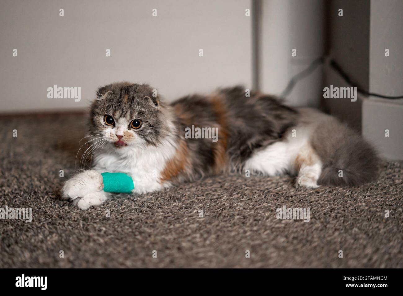Cat Bandage Cast Wound Sick Vet Heal Cute Scottish Fold Calico Kitten