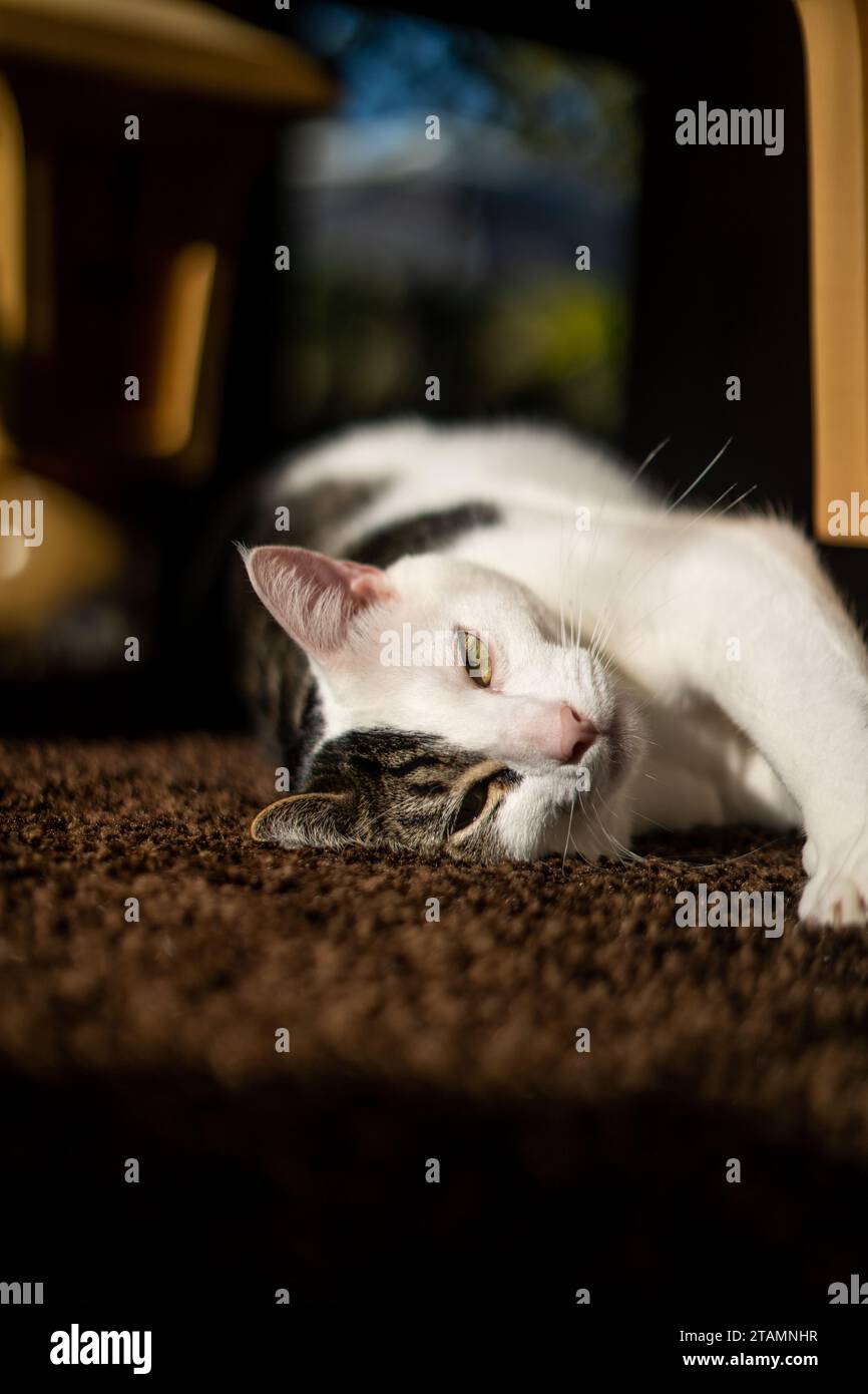 Sly Expression Cat in Sun Stock Photo