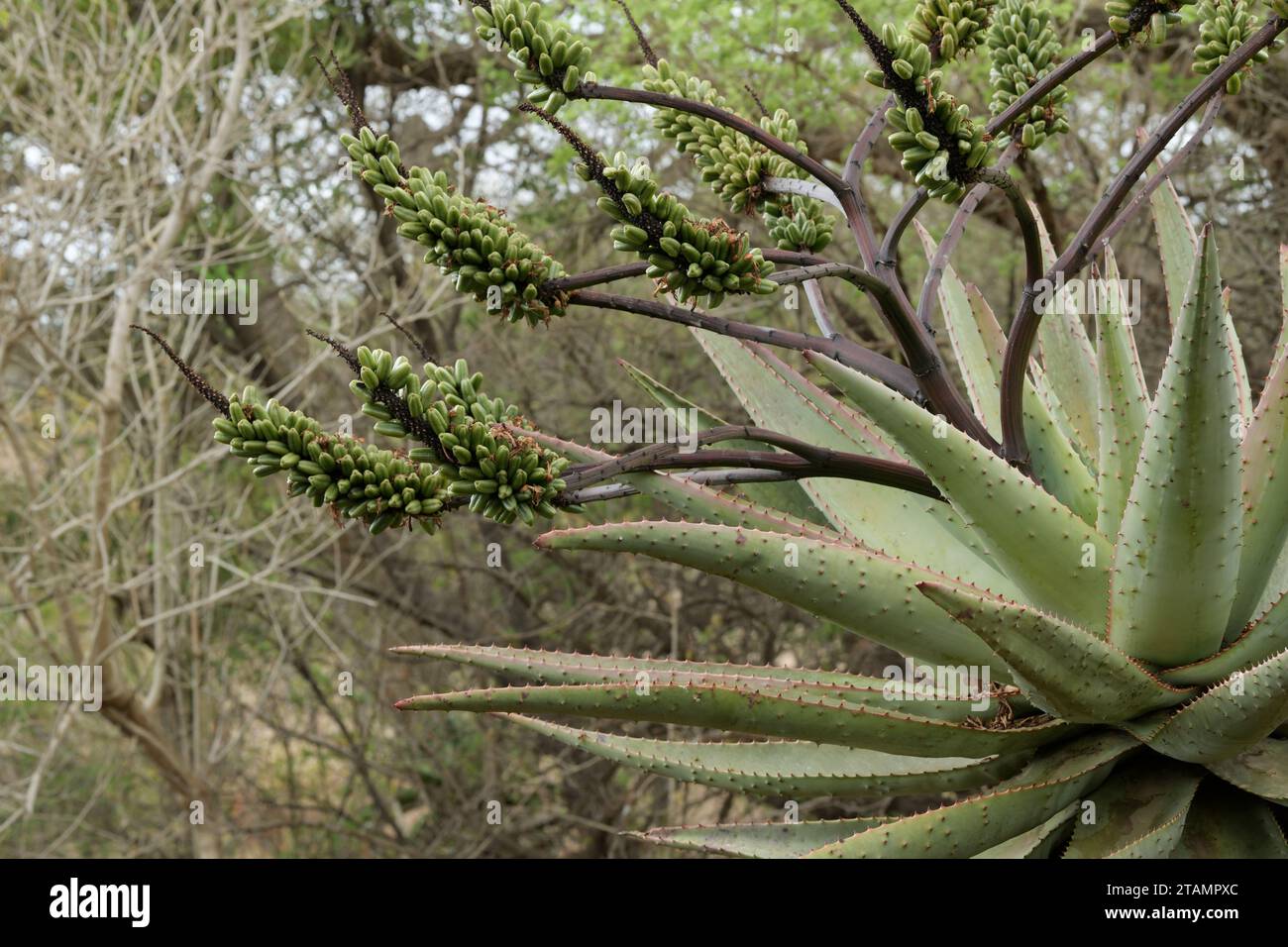 Wild succulent plant, Mountain Aloe, A  marlothii, growing in natural environment, showing fruit capsules KwaZulu-Natal, South Africa Stock Photo