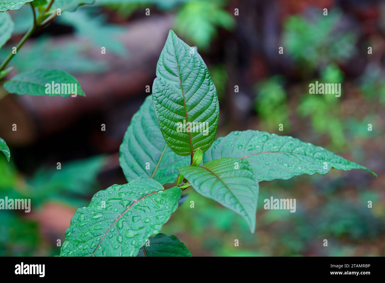 Close-up view of mitragyna speciosa or Kratom leaf Stock Photo