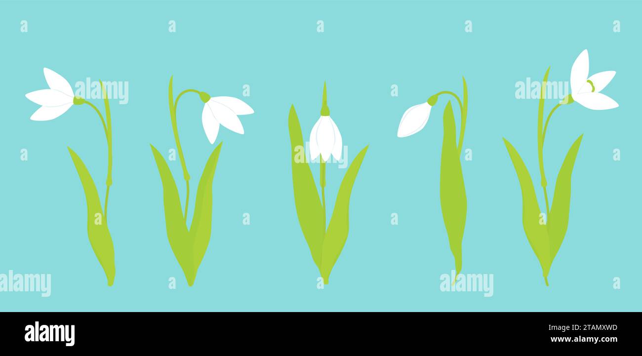 Vector illustration. kit. Snowdrop flowers in a blue carpet. Spring