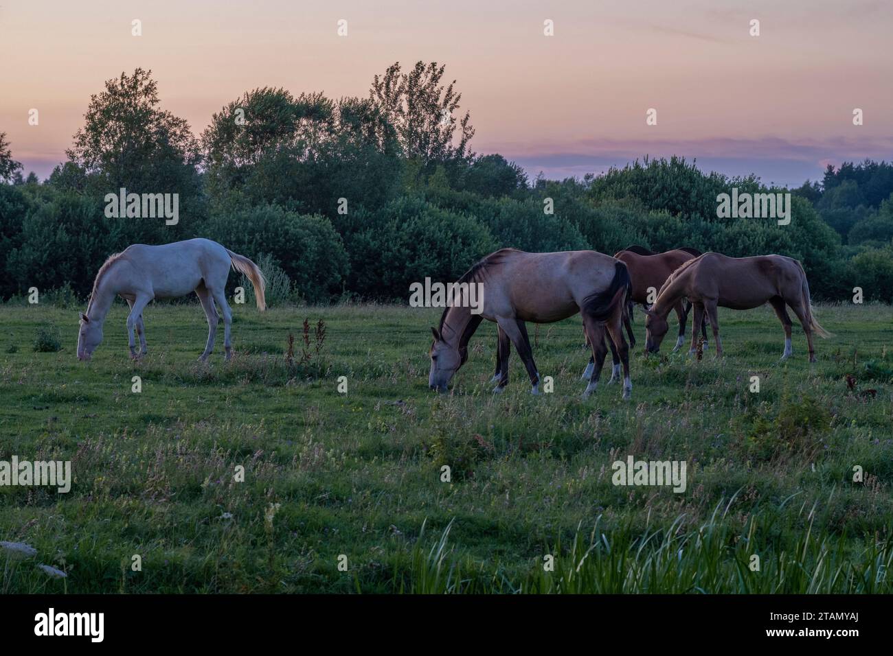 Horses on open free grazing on a July evening Stock Photo