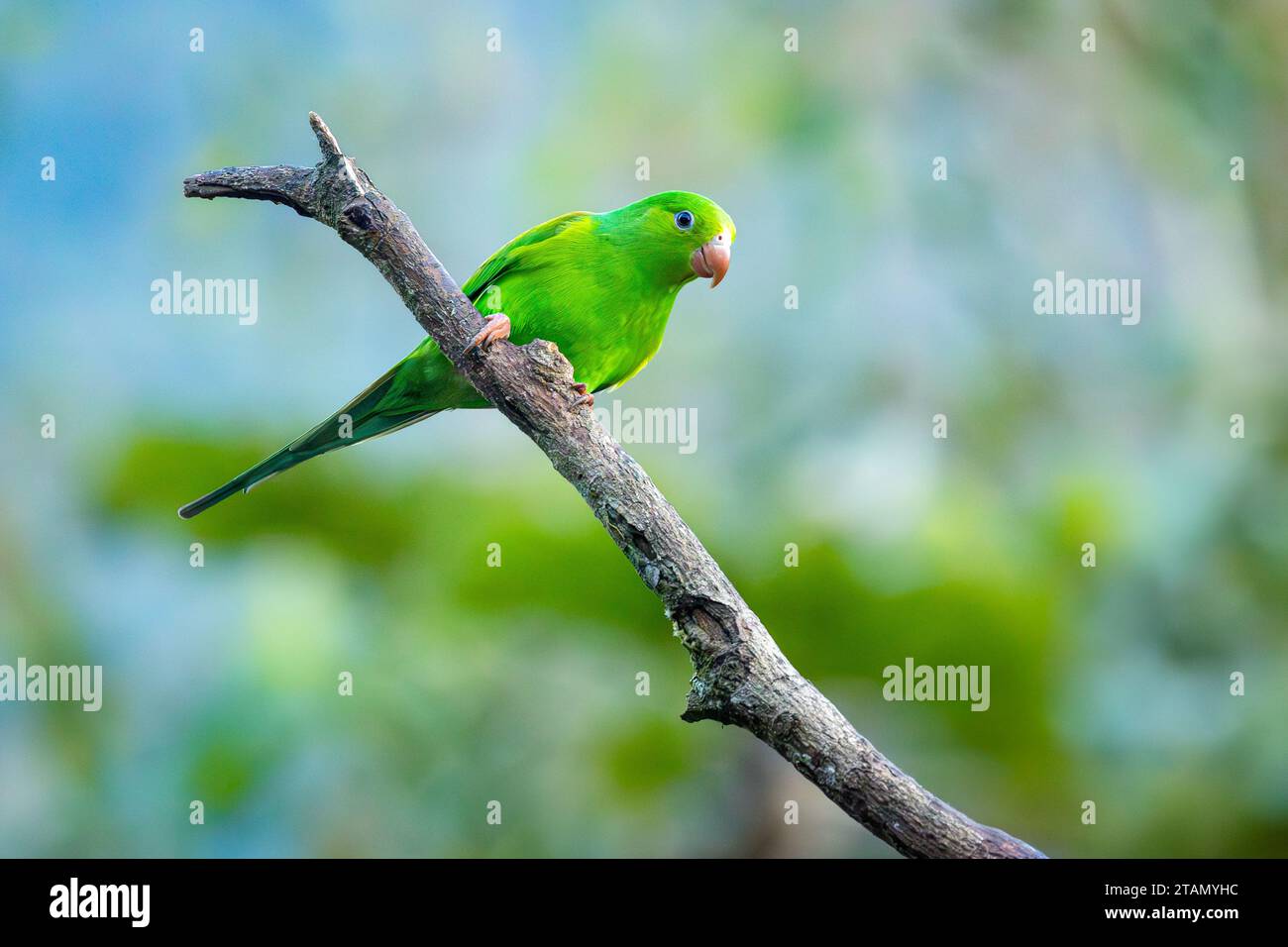 A Plain Parakeet (Brotogeris tirica) in the Atlantic Forest biome of Brazil perching on a tree branch. Stock Photo