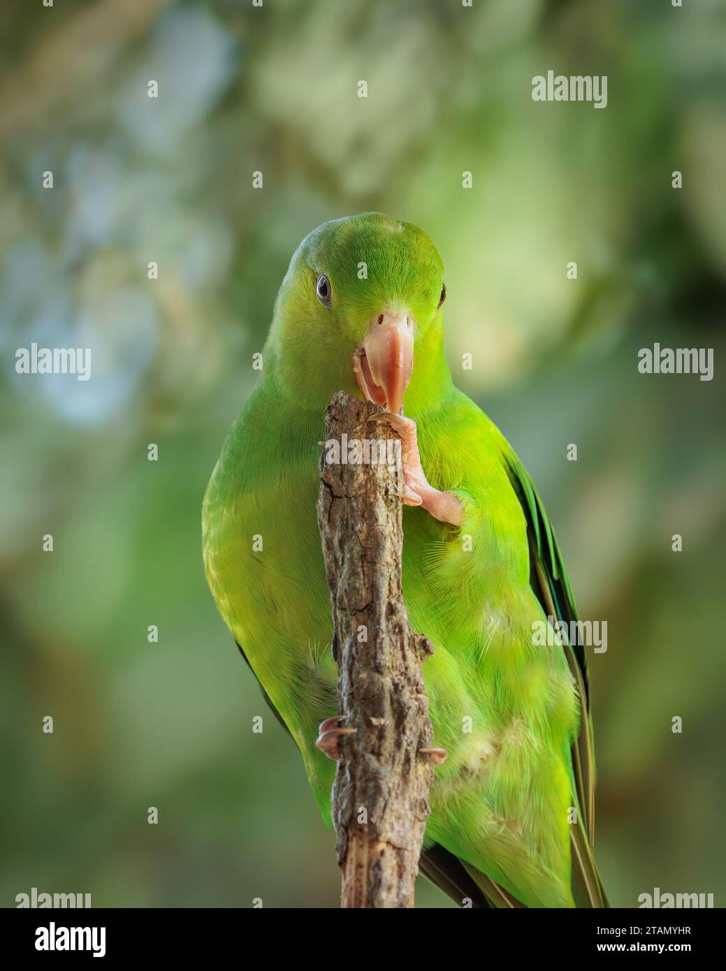 A Plain Parakeet (Brotogeris tirica) in the Atlantic Forest biome of Brazil perching on a tree branch. Stock Photo
