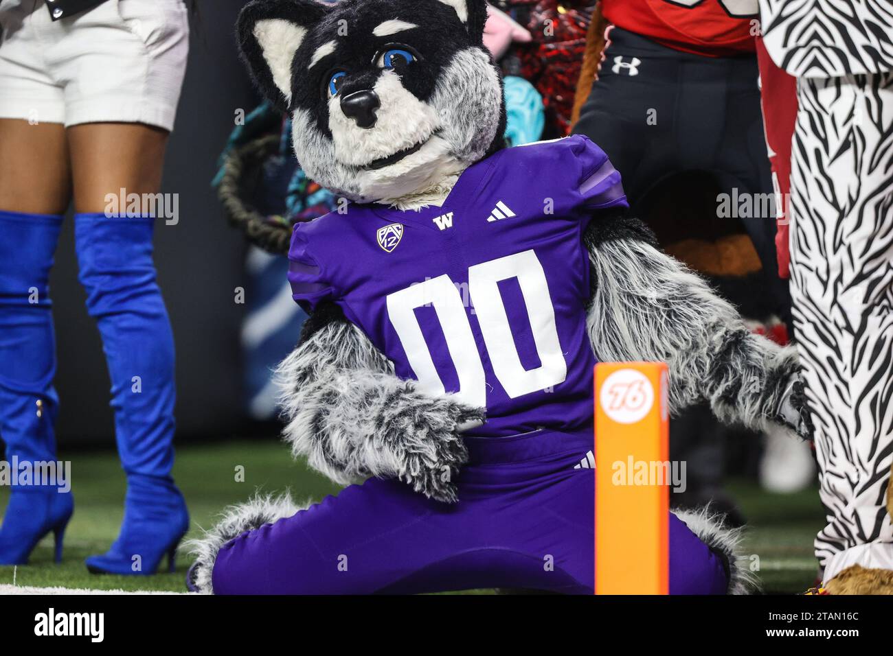 Las Vegas, NV, USA. 01st Dec, 2023. The Washington Huskies mascot Harry the Huskies on the sidelines during the second half of the Pac-12 Football Championship Game featuring the Oregon Ducks and the Washington Huskies at Allegiant Stadium in Las Vegas, NV. Christopher Trim/CSM (Credit Image: © Christopher Trim/Cal Sport Media). Credit: csm/Alamy Live News Stock Photo