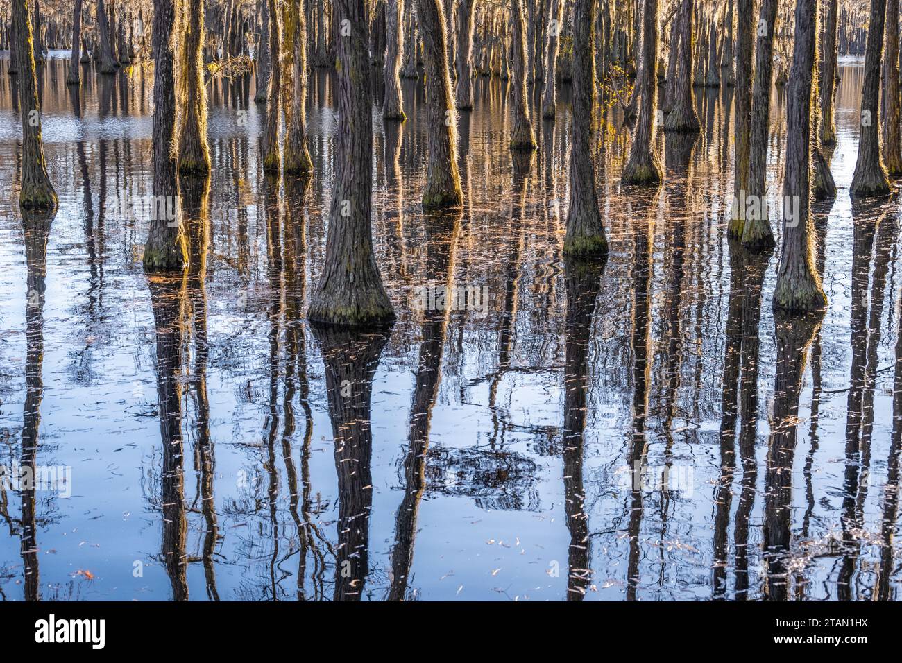 Submerged bald cypress forest in late fall at George L. Smith State Park in Twin City, Georgia. (USA) Stock Photo