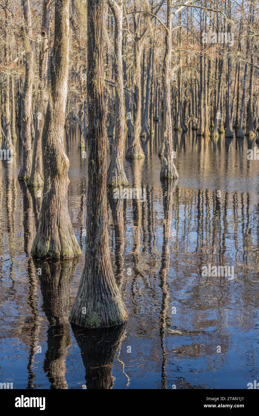 Submerged bald cypress forest in late fall at George L. Smith State Park in Twin City, Georgia. (USA) Stock Photo