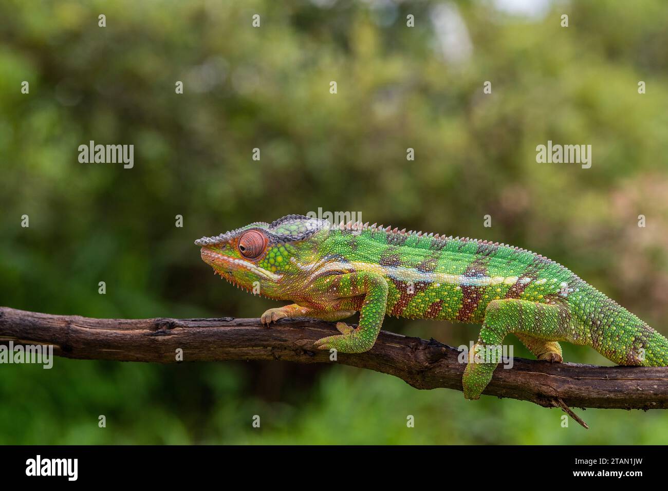 A male panther chameleon on a tree branch, Northern Madagascar. Stock Photo