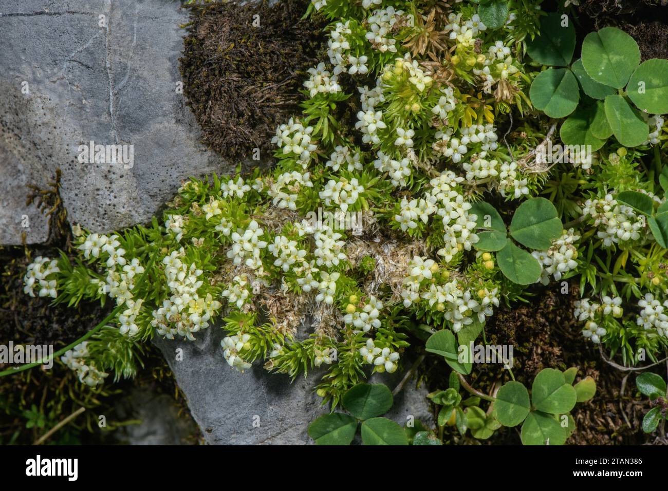 Tufted Bedstraw, Galium cespitosum, in flower high in the Pyrenees. Stock Photo