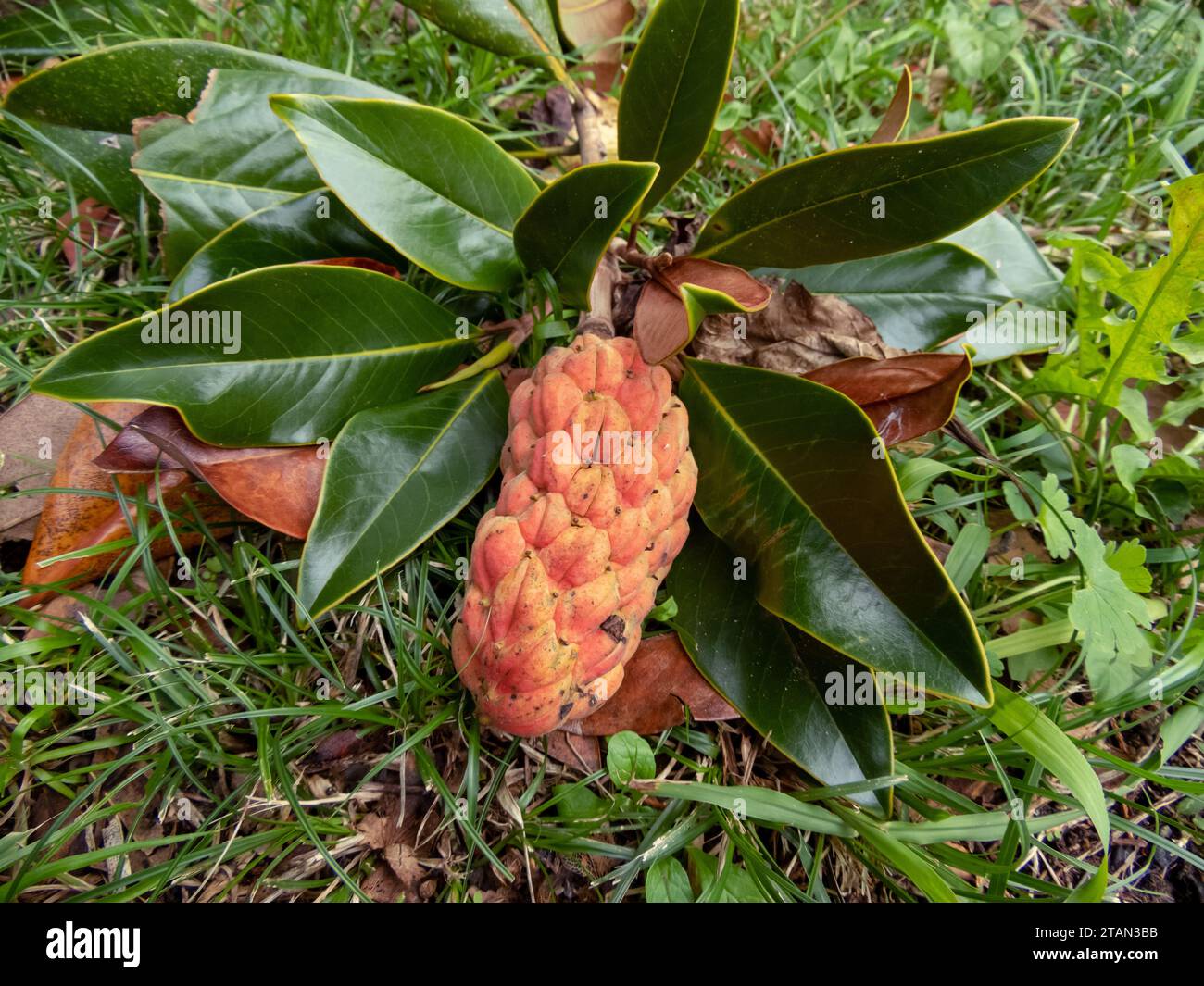 Magnolia grandiflora, southern magnolia or bull bay tree aggregate fruit and glossy leaves. A branch broken by the wind lies on the ground in the gard Stock Photo