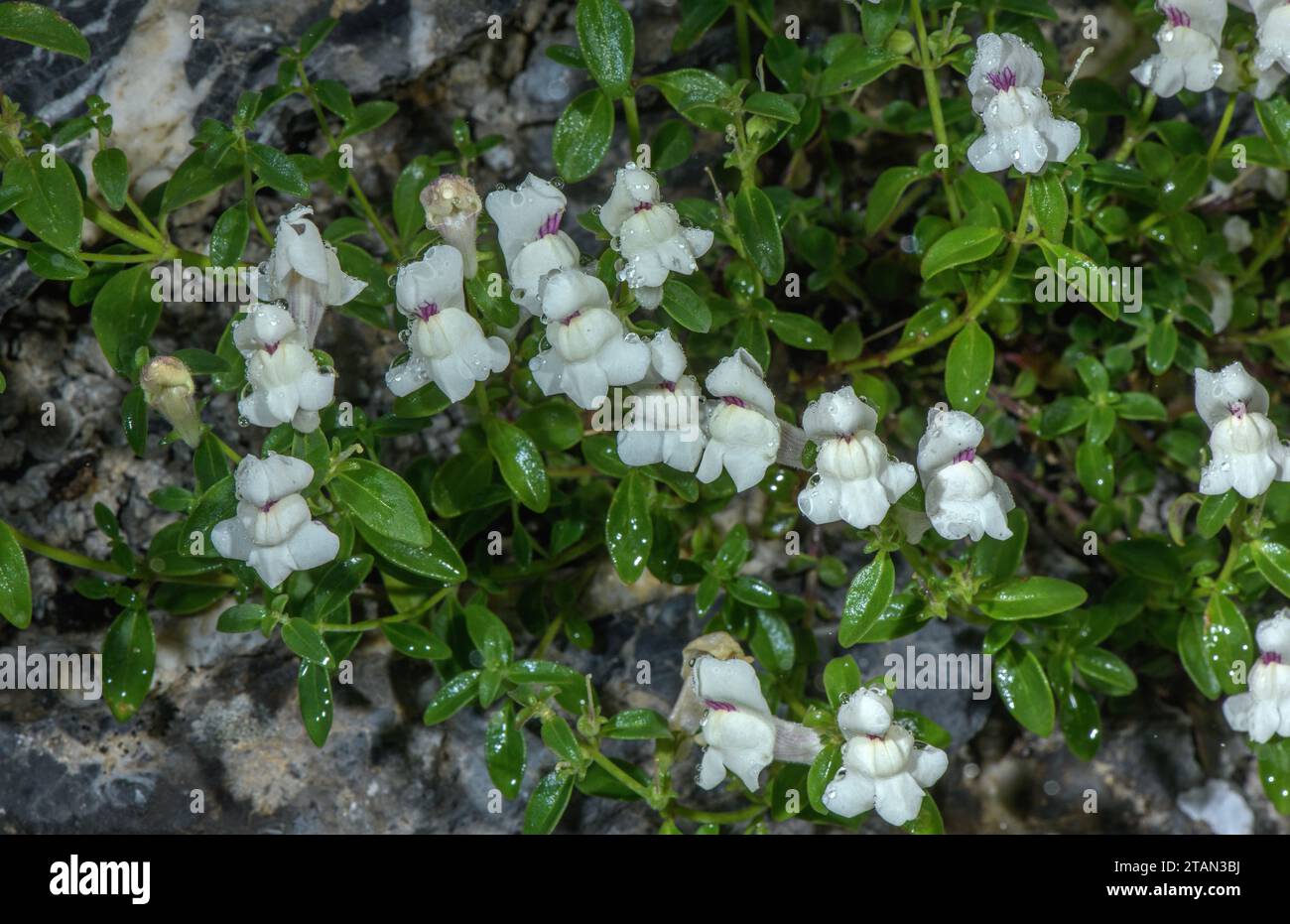 Rock snapdragon antirrhinum sempervirens hi-res stock photography and ...