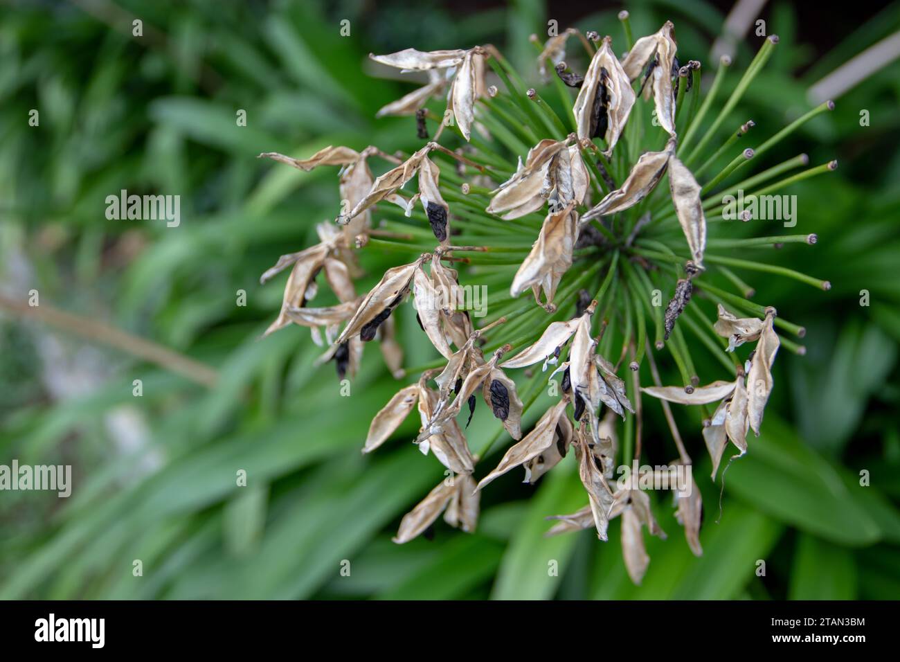 African lily or agapanthus praecox pseudo-umbel with mature three-sided capsules split open fruits with black flattened winged seeds. Blue lily or lil Stock Photo