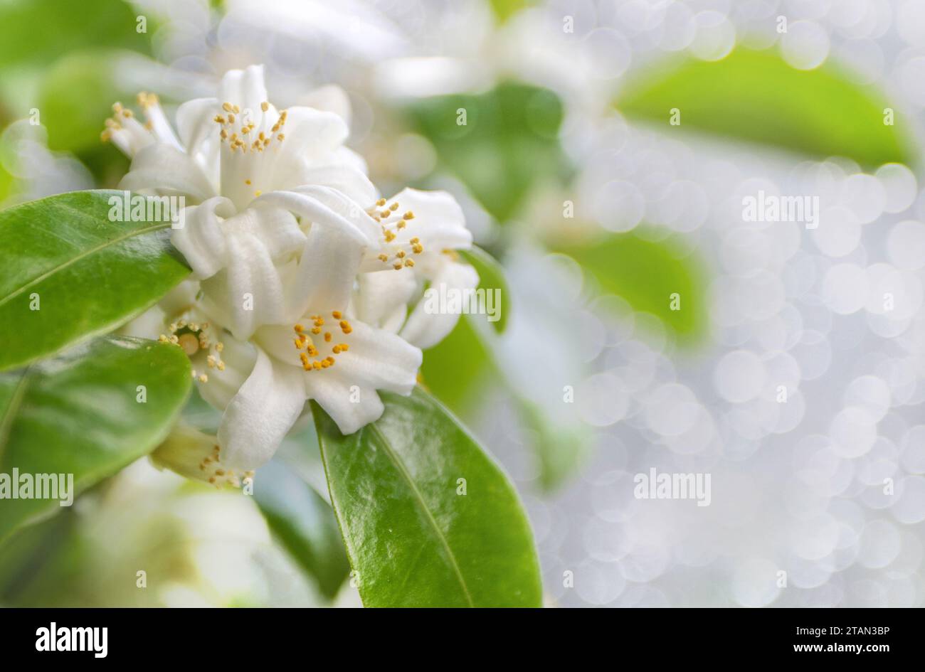 Orange tree white flowers and buds bunch. Calamondin blossom on the blurred bokeh background. Stock Photo