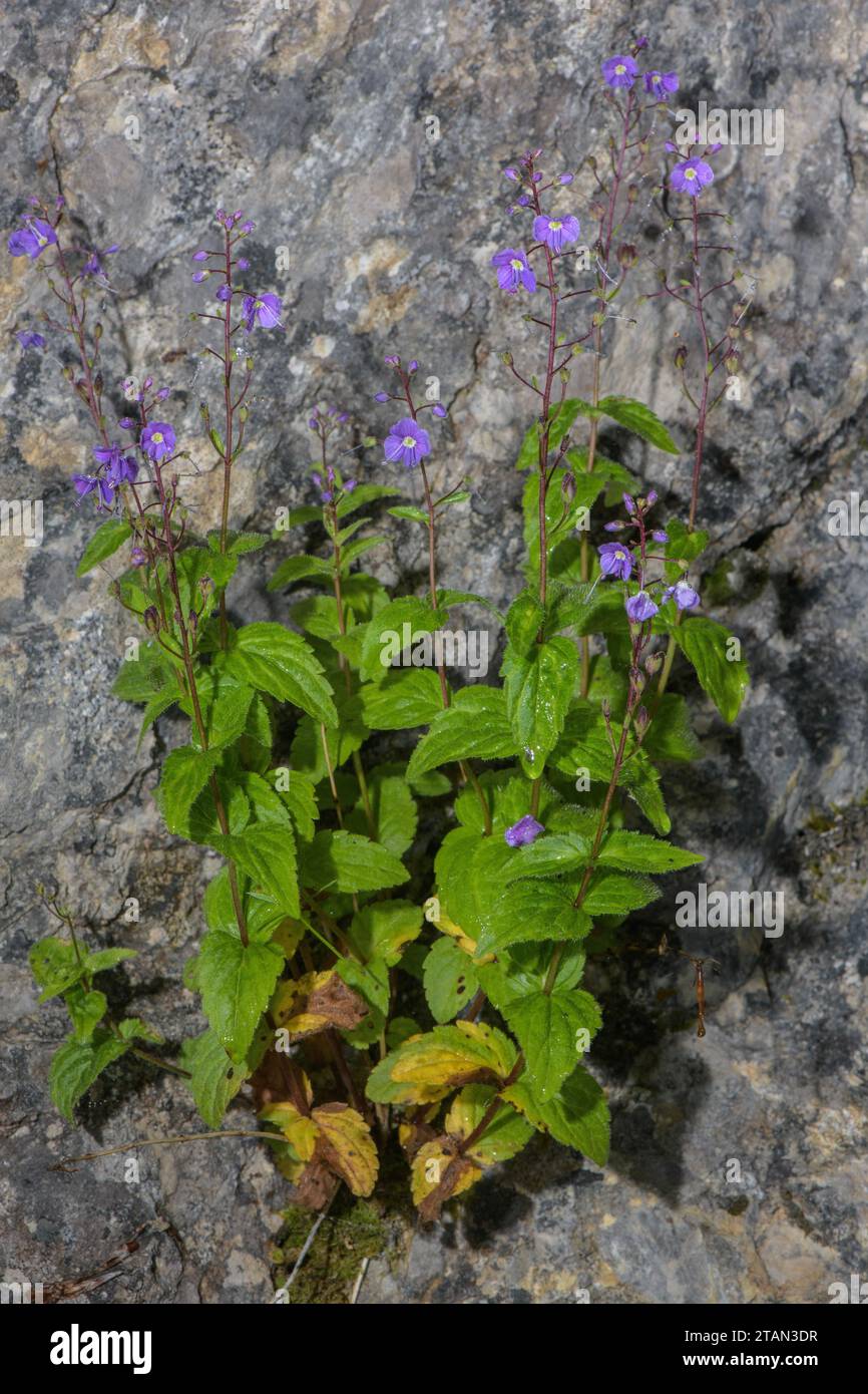 Spiked Pyrenean Speedwell, Veronica ponae, in flower by stream in the Pyrenees. Stock Photo
