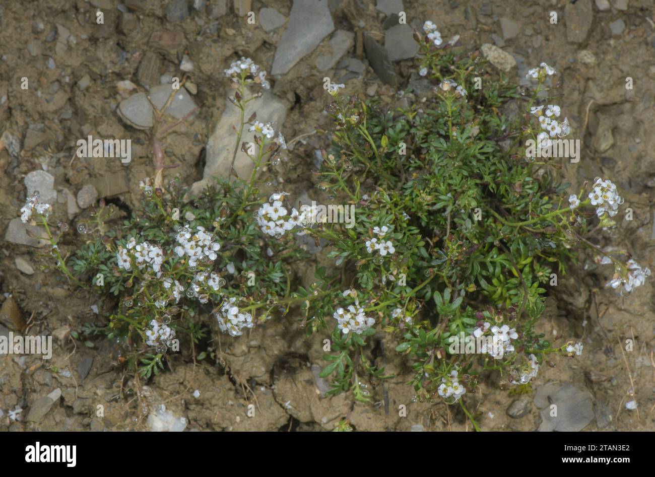 Chamois Cress or Hornungia,  Hornungia alpina, in flower in the Alps. Stock Photo