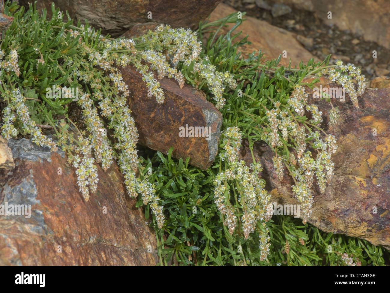 Sesamoides, Sesamoides pygmaea, clump in flower on acid cliff, Pyrenees. Stock Photo