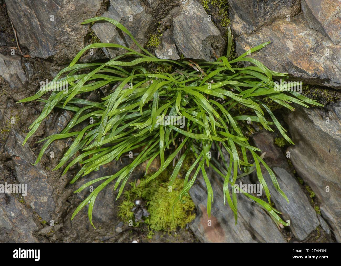Clump of Forked Spleenwort, Asplenium septentrionale, fronds in old wall in the uplands. Stock Photo