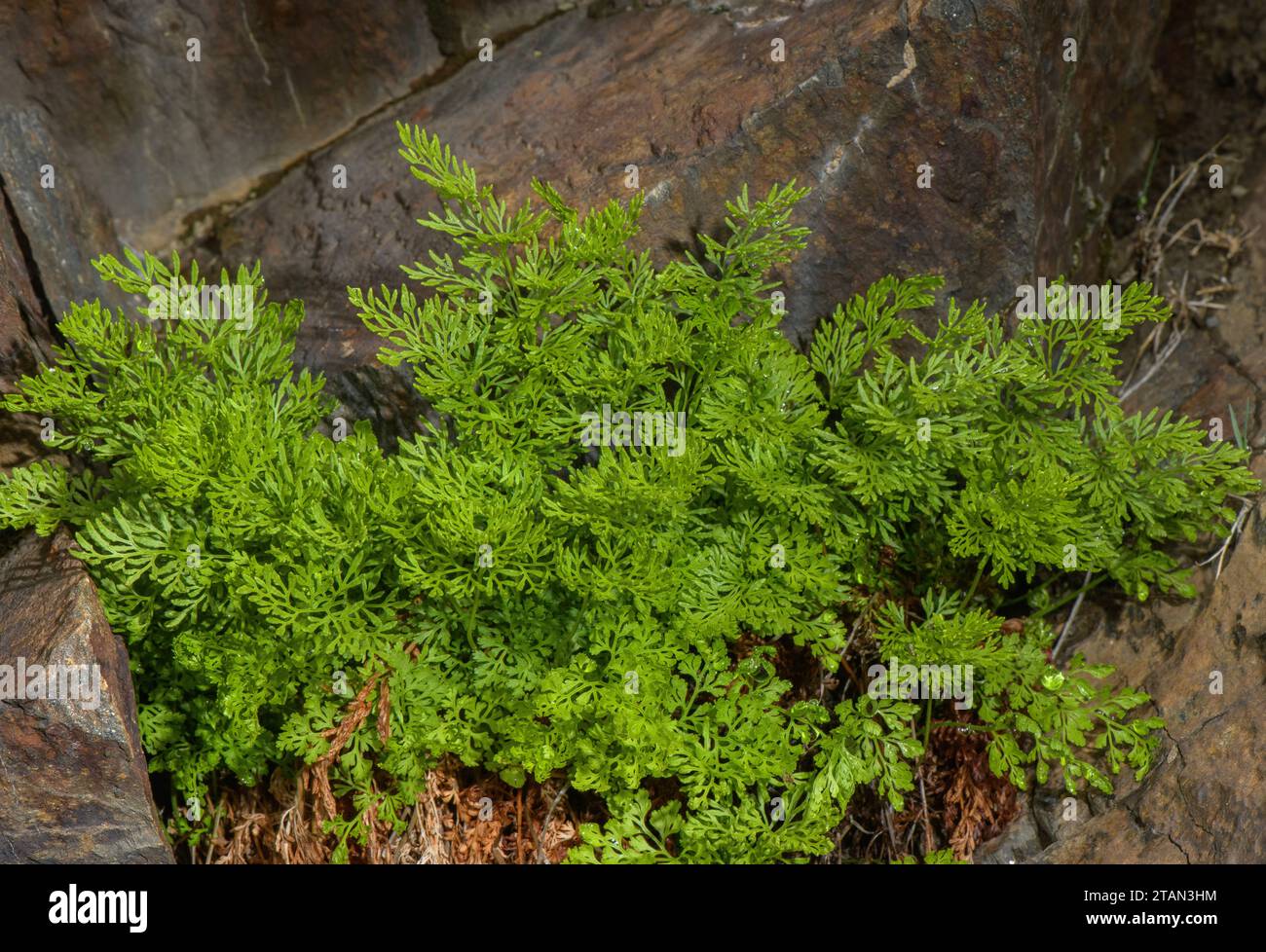Parsley Fern, Cryptogramma crispa with fertile and sterile fronds. Stock Photo