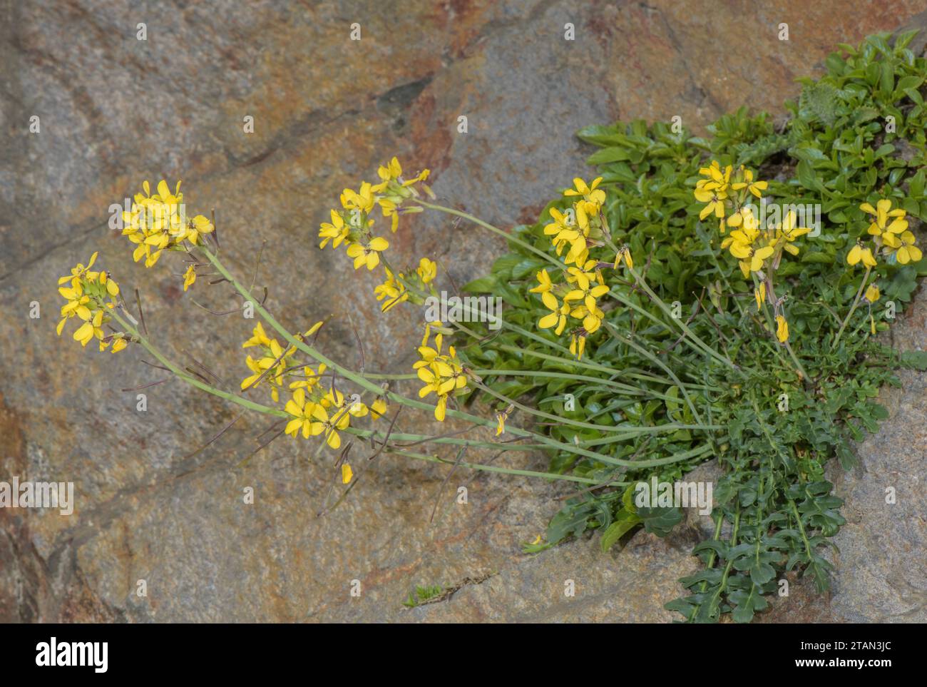 Wallflower Cabbage, Coincya monensis ssp cheiranthos, in flower on acid mountain cliff, Pyrenees. Stock Photo