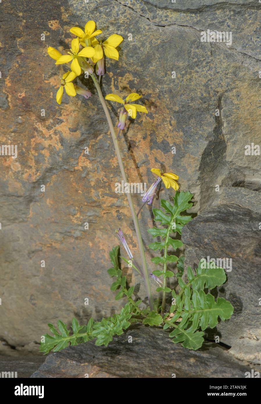 Wallflower Cabbage, Coincya monensis ssp cheiranthos, in flower on acid mountain cliff, Pyrenees. Stock Photo