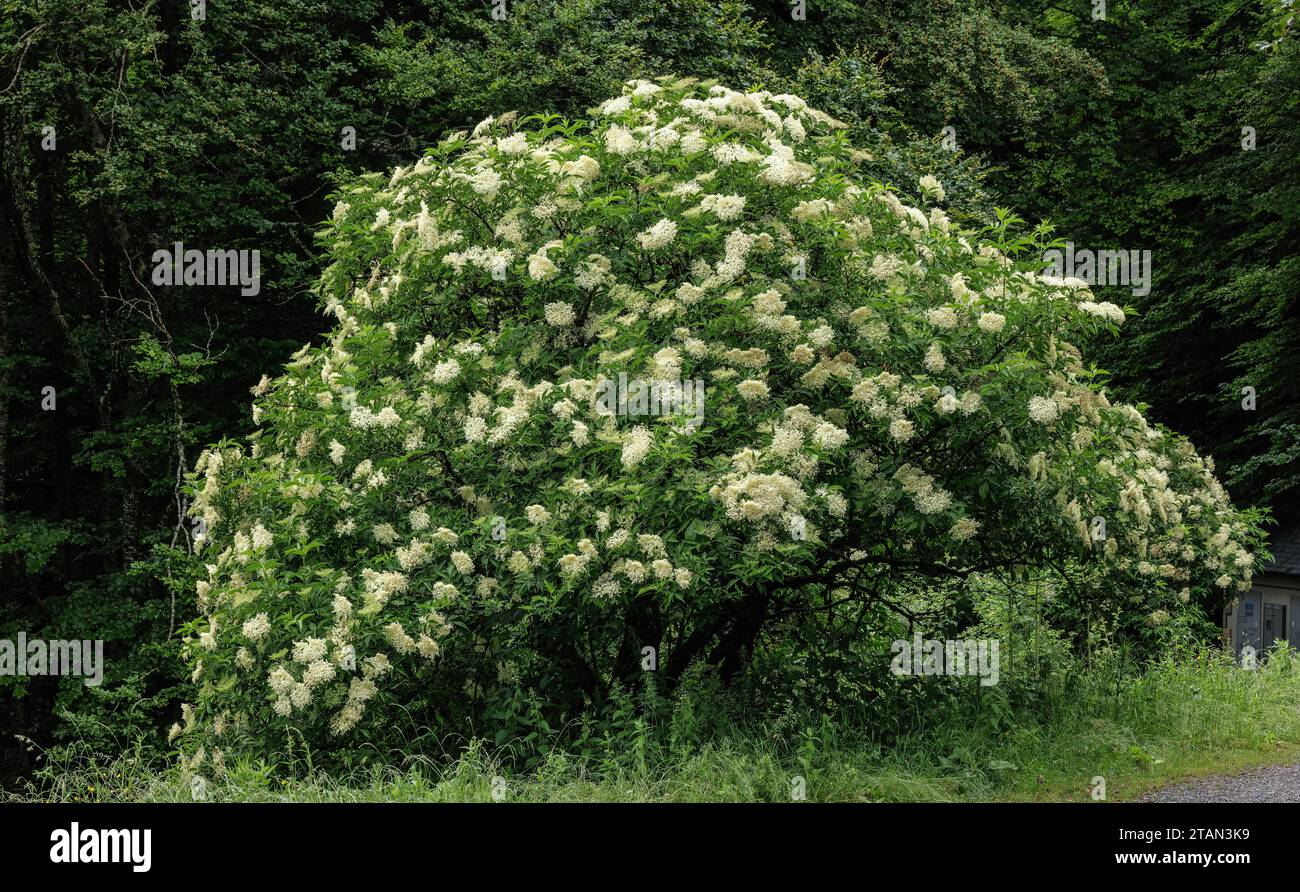 Common Elder, Sambucus nigra in full flower in early summer. Stock Photo