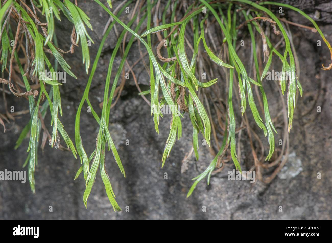 Clump of Forked Spleenwort, Asplenium septentrionale, with fertile fronds, in old wall in the uplands. Stock Photo