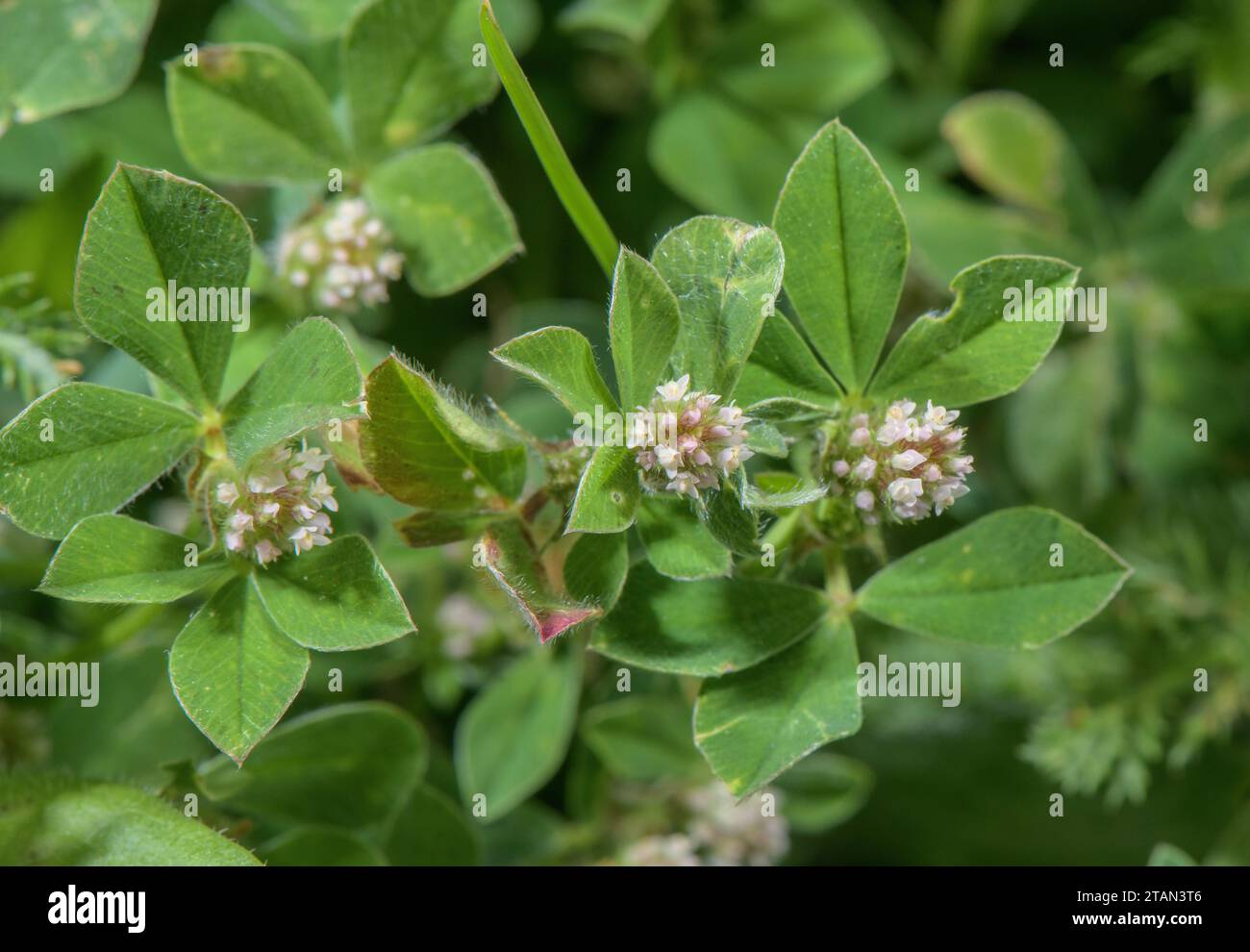 Knotted clover, Trifolium striatum, in flower in dry grassland. Stock Photo