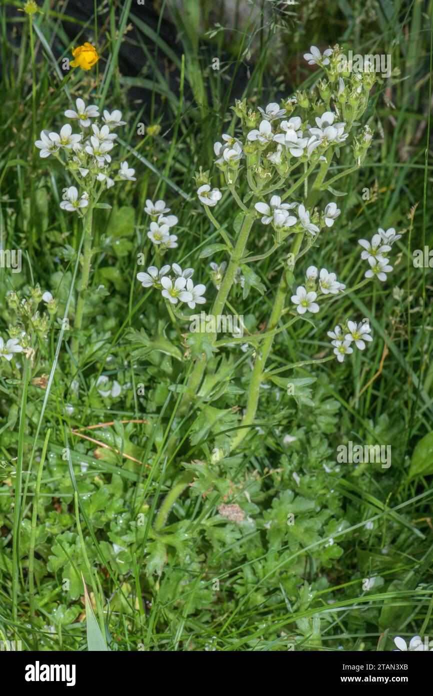 Water Saxifrage, Saxifraga aquatica in flower by Pyrenean stream. Stock Photo