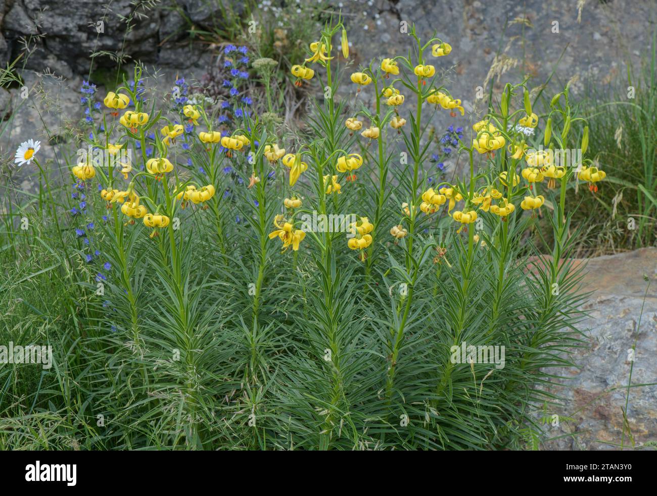 Yellow Turk’s cap Lily, Lilium pyrenaicum, in flower in high valley in Andorra. Stock Photo