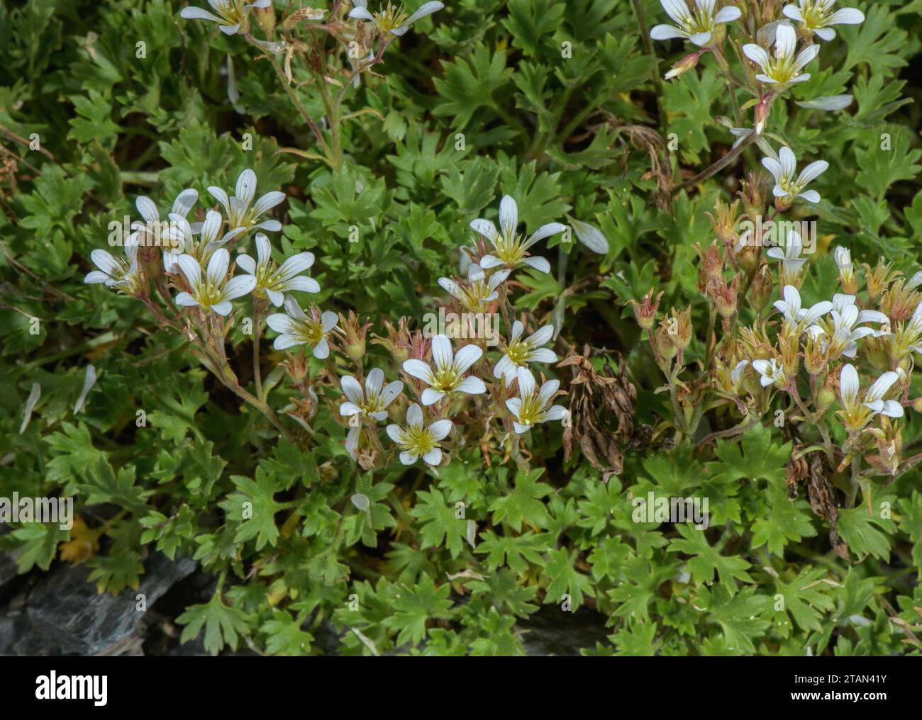 Geranium-like Saxifrage, Saxifraga geranioides on acid scree Stock Photo