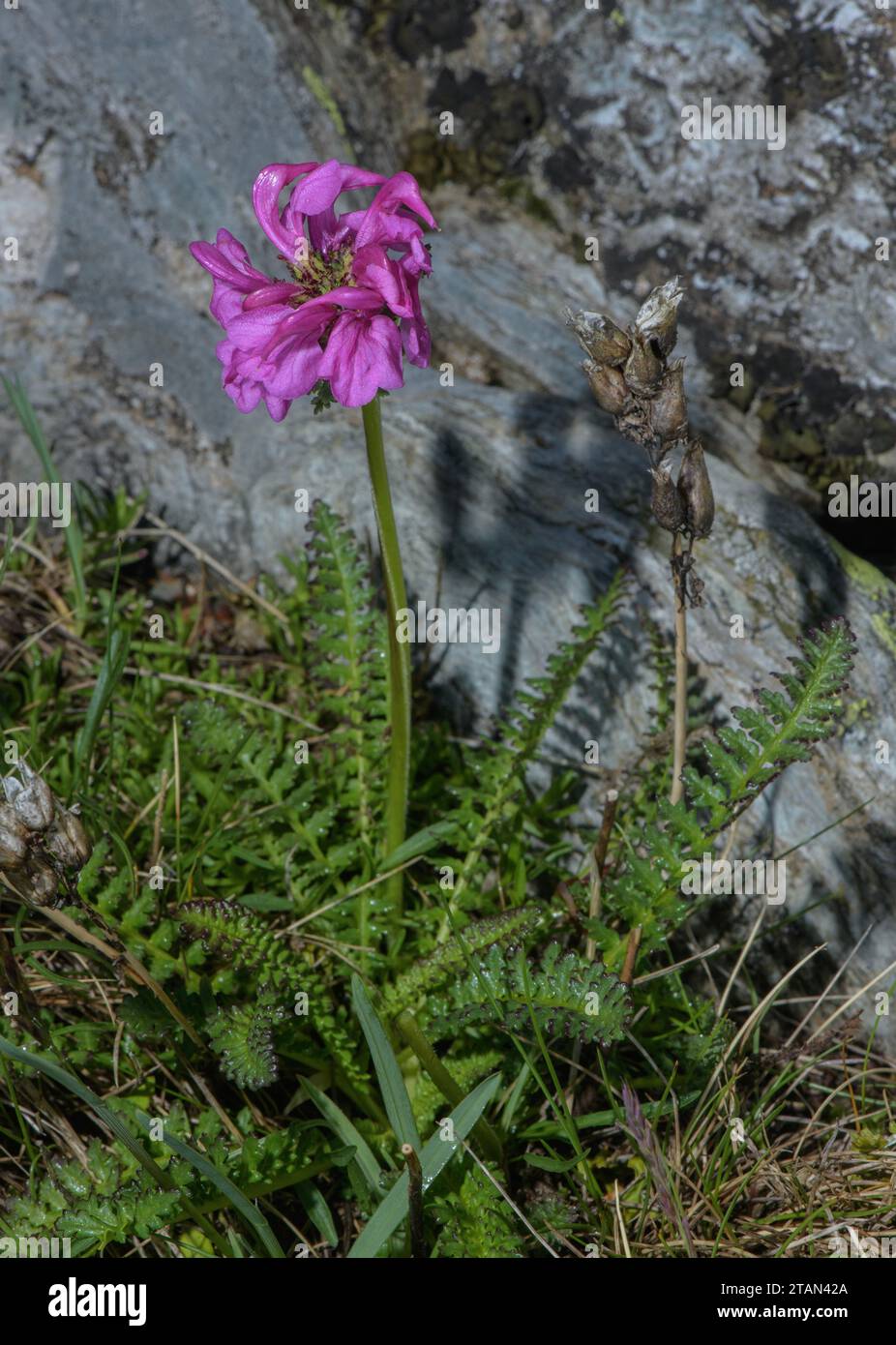 Pyrenean Lousewort, Pedicularis pyrenaica in high pastures, Pyrenees. Stock Photo