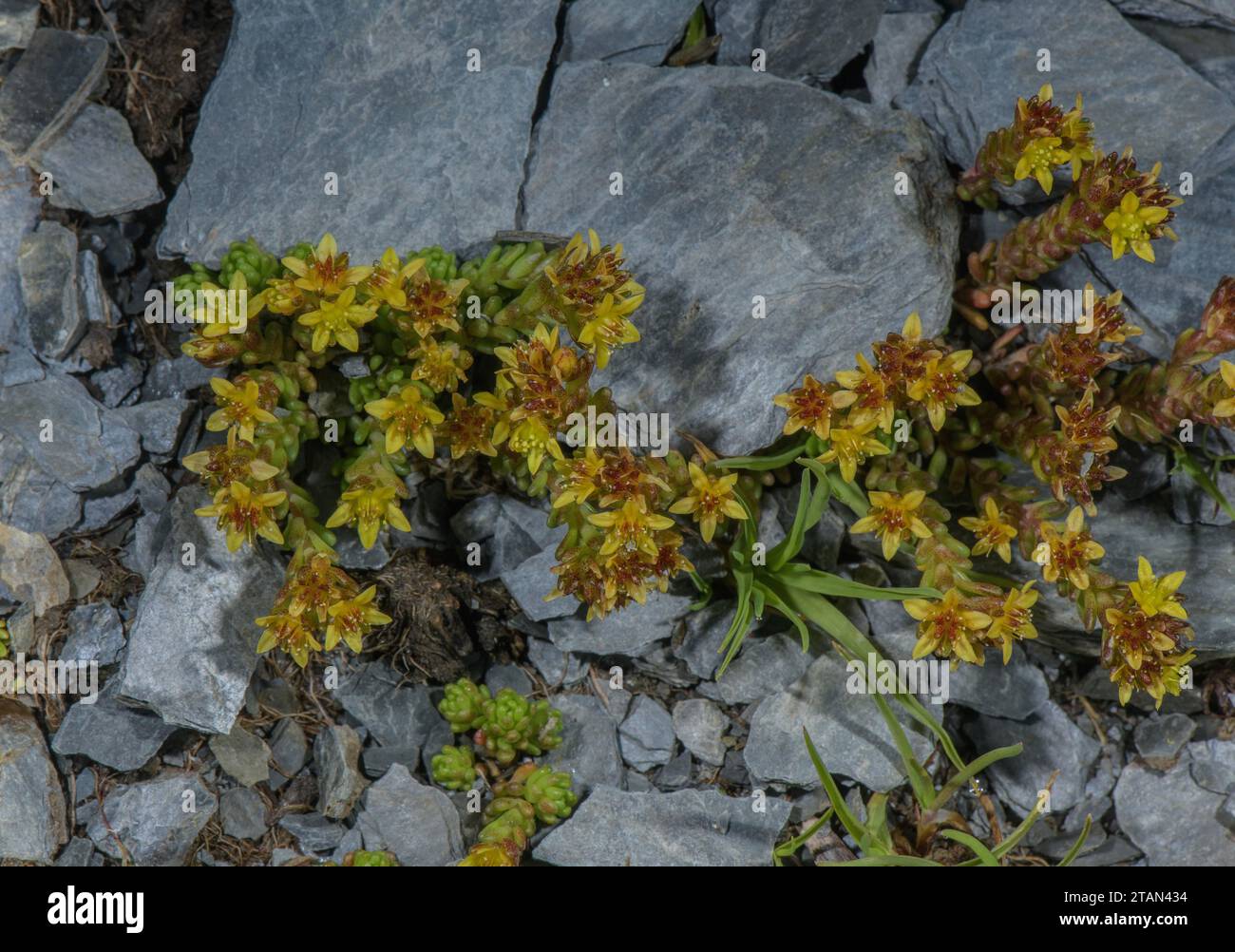 Alpine Stonecrop, Sedum alpestre in flower on high stony ridge, Swiss Alps. Stock Photo